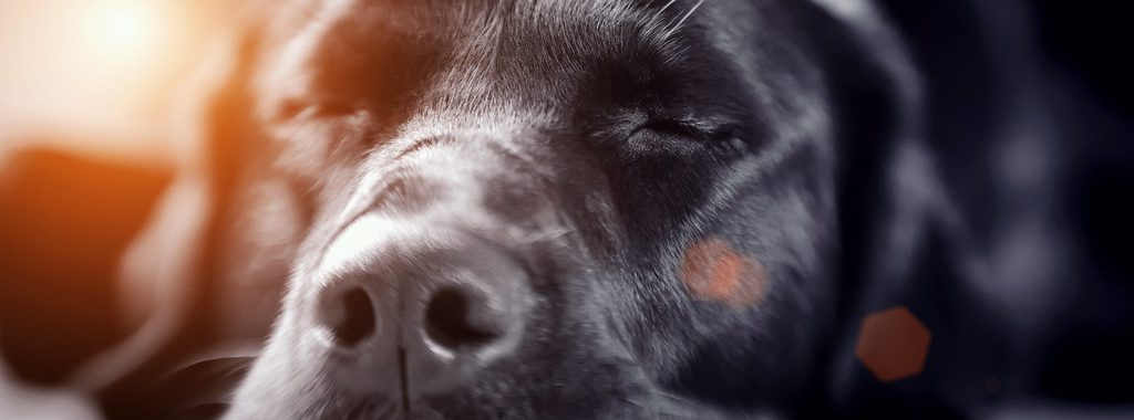 hond