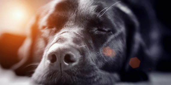 hond