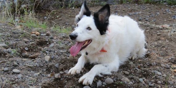 Border collie